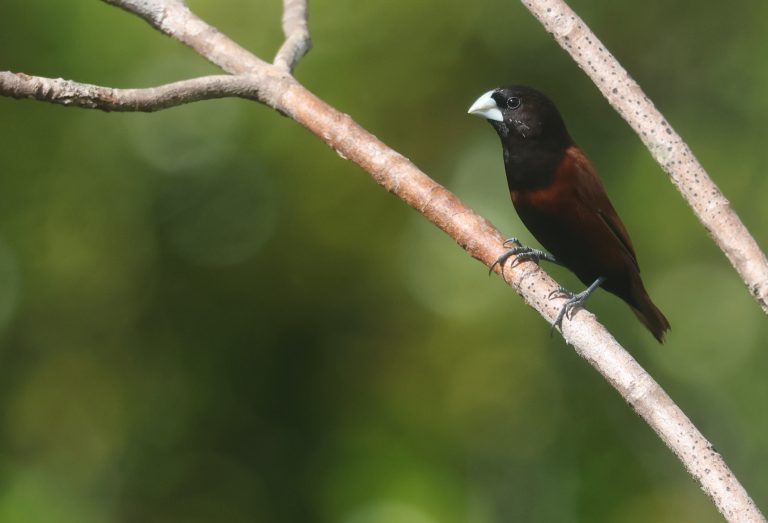 Chestnut Munia 栗腹文鸟 Image