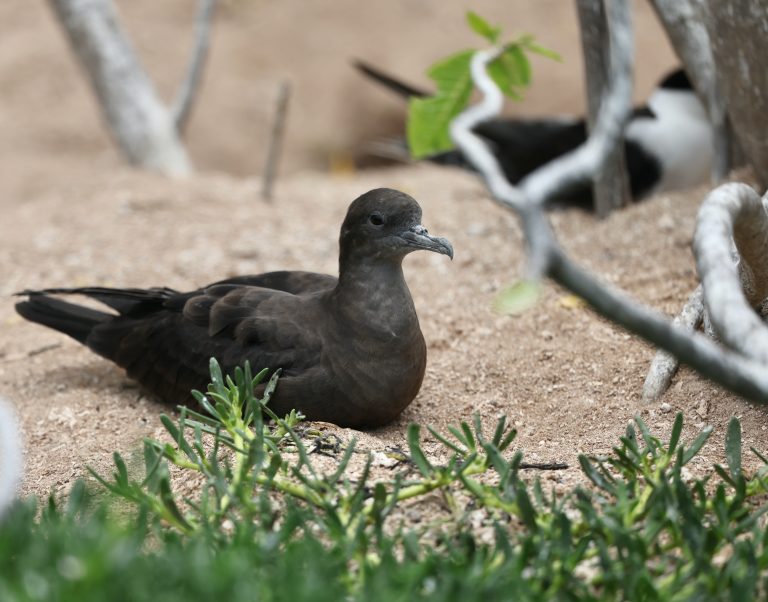 Christmas Shearwater 黑鹱 (1) Image