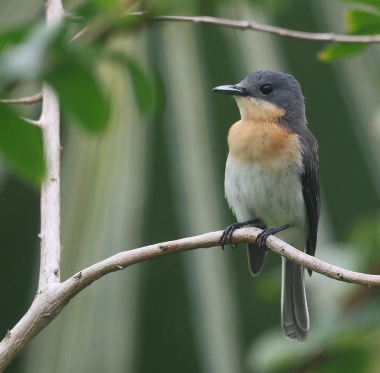 Chuuk Flycatcher 特岛阔嘴鹟 (1) Image
