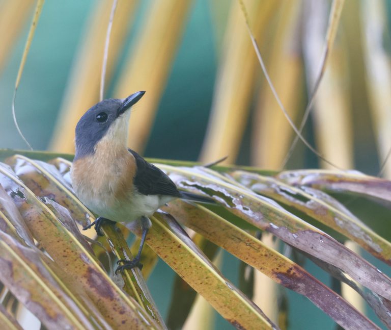 Chuuk Flycatcher 特岛阔嘴鹟 (2) Image
