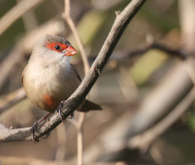 Common Waxbill 梅花雀  (1) Image