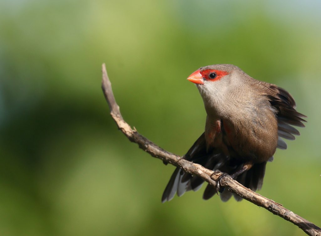 Common Waxbill 梅花雀