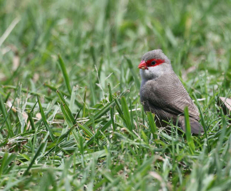 Common Waxbill 梅花雀  (3) Image