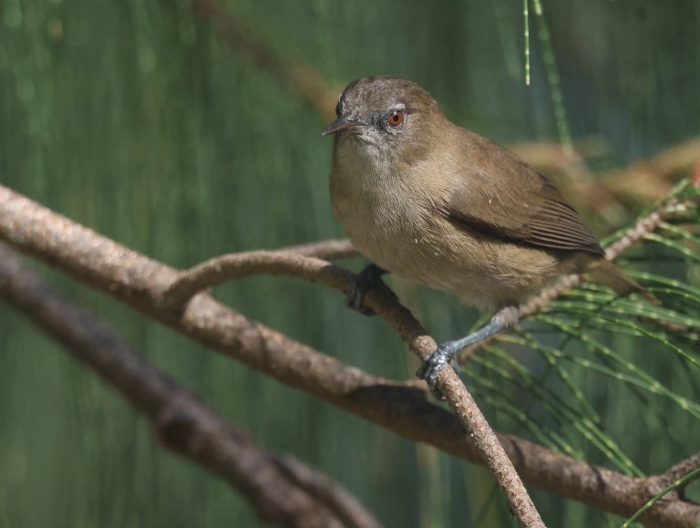 Dusky White-eye 暗绣眼鸟 Image