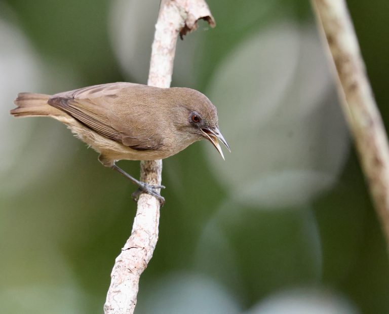 Dusky White-eye 暗绣眼鸟 (2) Image