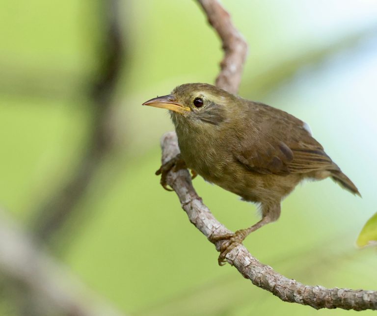 Giant White-eye 帕劳绣眼鸟 Image