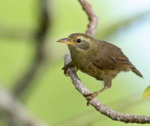 Giant White-eye 帕劳绣眼鸟 Thumbnail