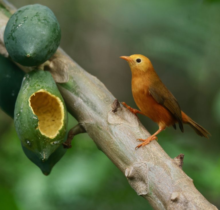 Golden White-eye 金绣眼鸟 (1) Image