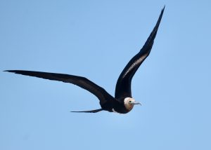 Great Frigatebird 大军舰鸟 (1) Thumbnail