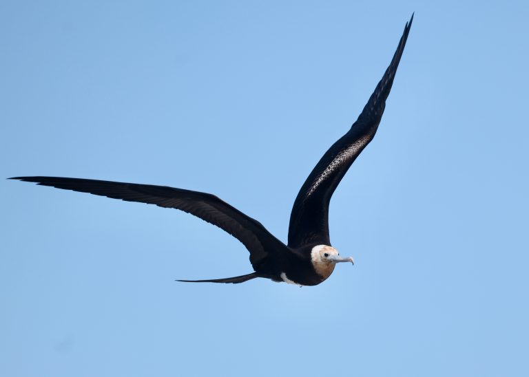 Great Frigatebird 大军舰鸟 (1) Image
