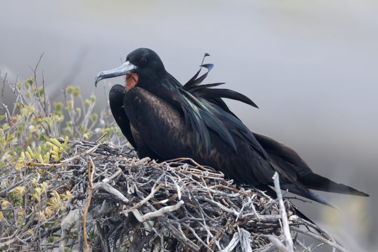 Great Frigatebird 大军舰鸟 (3) Image