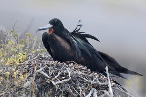 Great Frigatebird 大军舰鸟 (3) Thumbnail