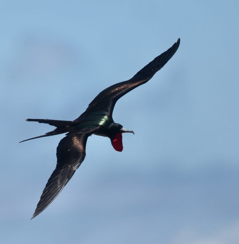 Great Frigatebird 大军舰鸟 (4) Image