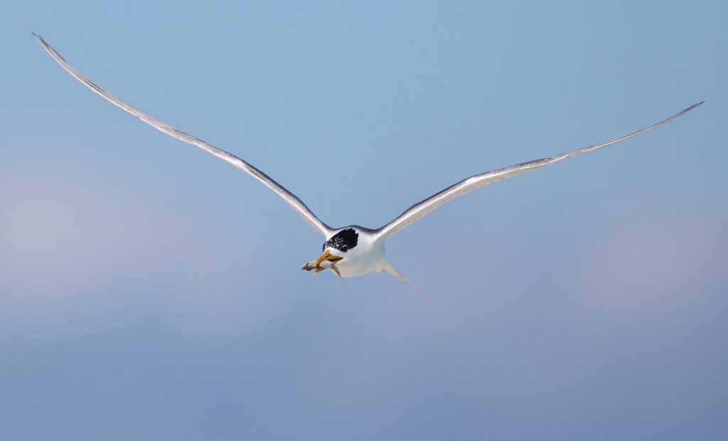 Greater Crested Tern 大凤头燕鸥 (1)