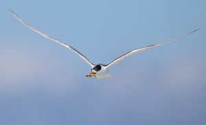 Greater Crested Tern 大凤头燕鸥 (1) Thumbnail