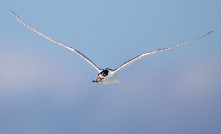 Greater Crested Tern 大凤头燕鸥 (1) Image