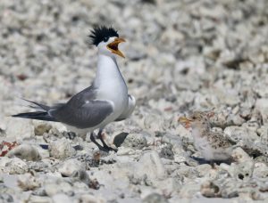 Greater Crested Tern 大凤头燕鸥 (2) Thumbnail