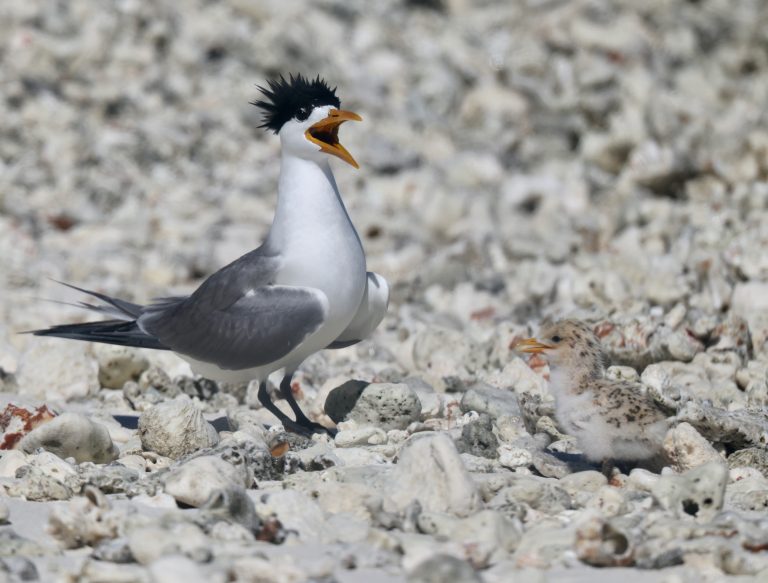 Greater Crested Tern 大凤头燕鸥 (2) Image