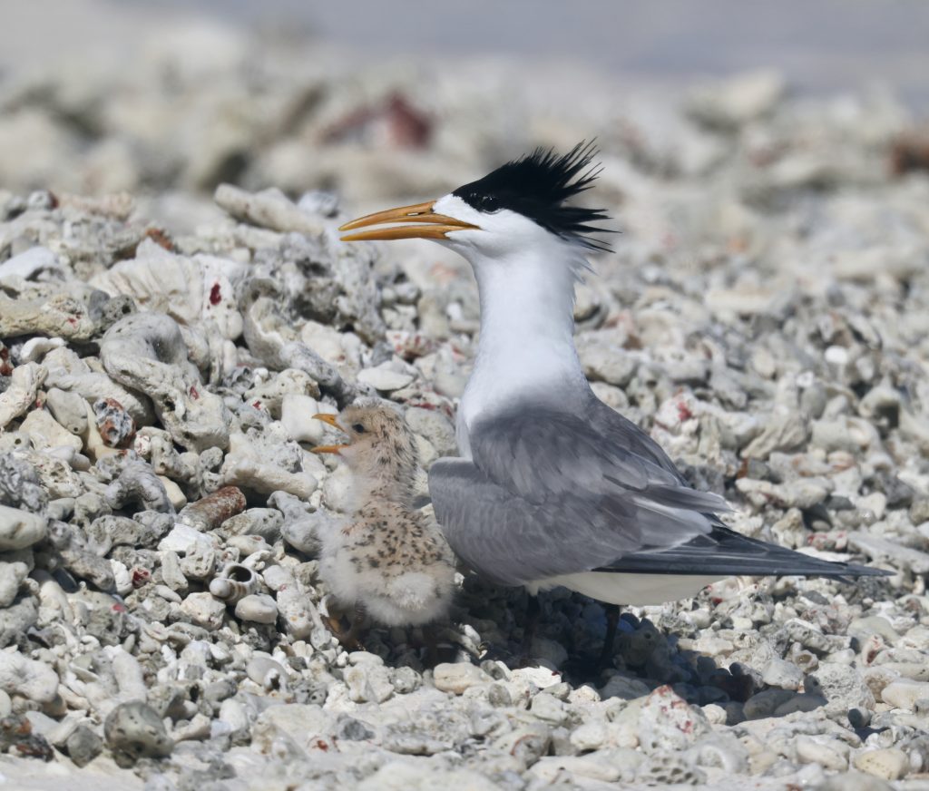 Greater Crested Tern 大凤头燕鸥 (3)