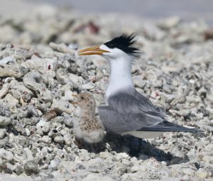 Greater Crested Tern 大凤头燕鸥 (3) Thumbnail