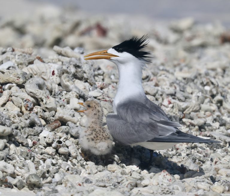 Greater Crested Tern 大凤头燕鸥 (3) Image