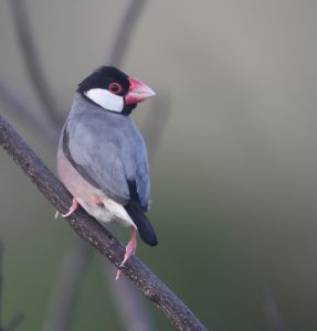 Java Sparrow 爪哇禾雀 Thumbnail
