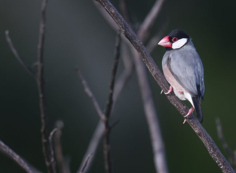 Java Sparrow 爪哇禾雀 (2) Image