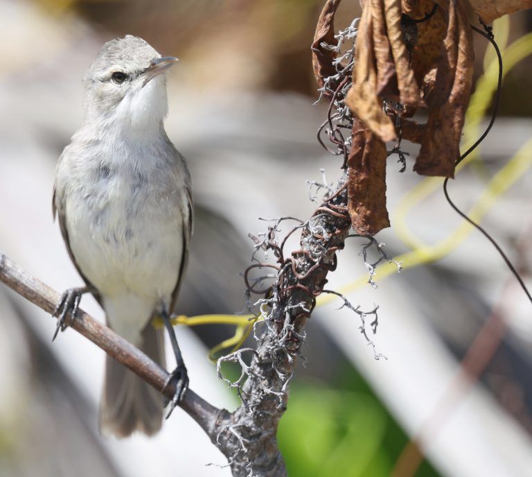 Kiritimati Reed Warbler 玻利苇莺 (1) Image