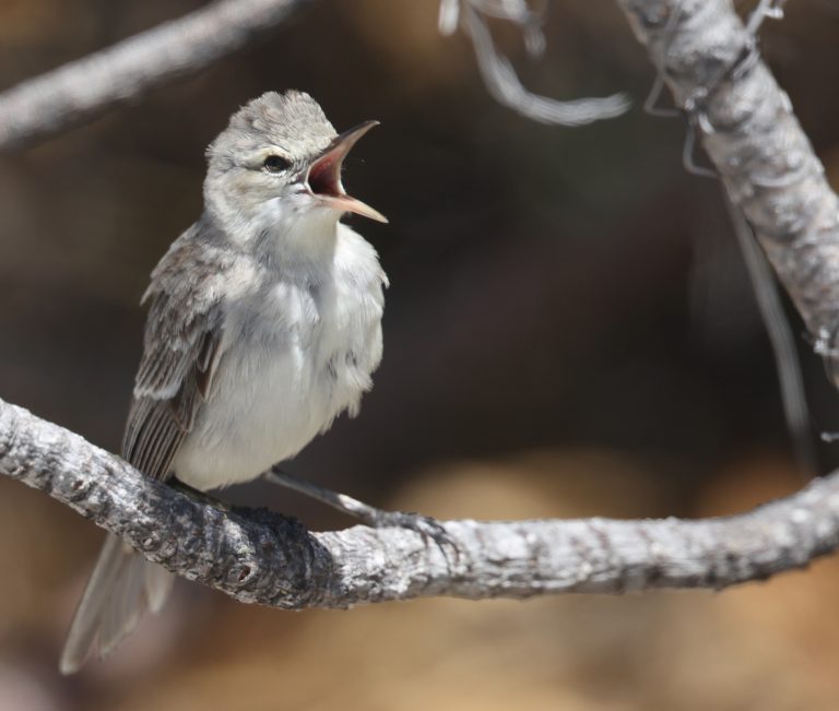Kiritimati Reed Warbler 玻利苇莺 (2) Image