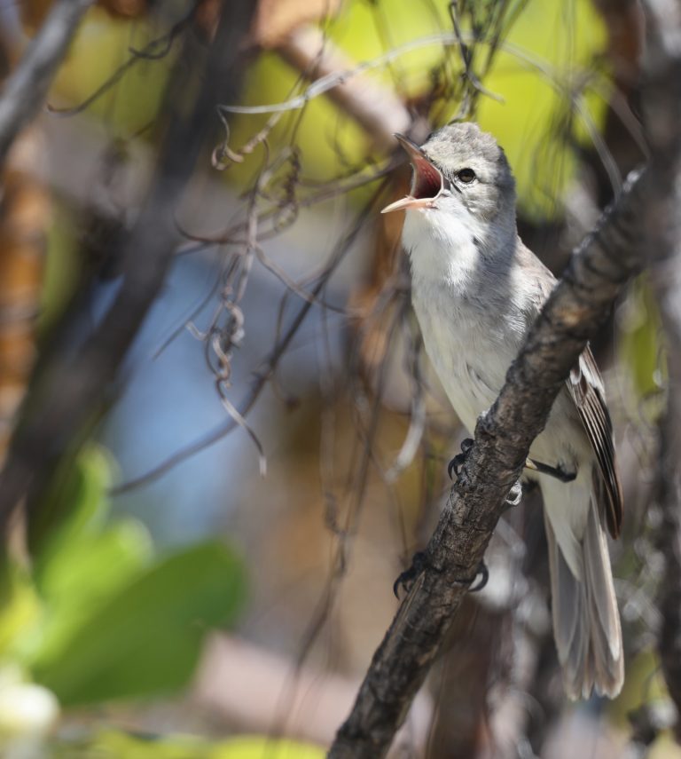 Kiritimati Reed Warbler 玻利苇莺 (3) Image