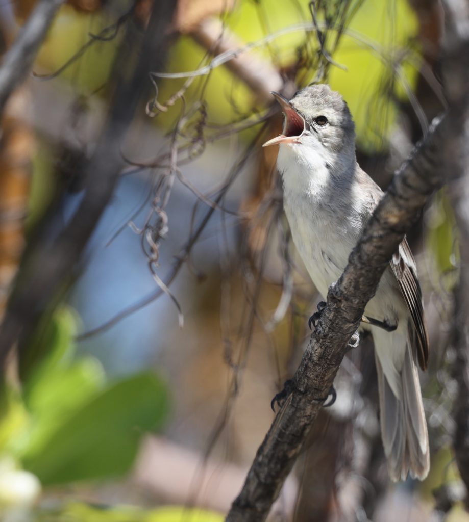 Kiritimati Reed Warbler 玻利苇莺 (3)