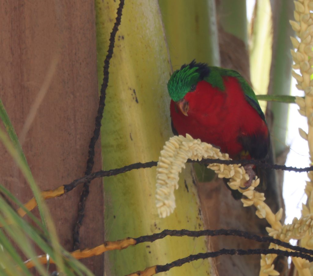 Kuhl’s Lorikeet 孔氏鹦鹉