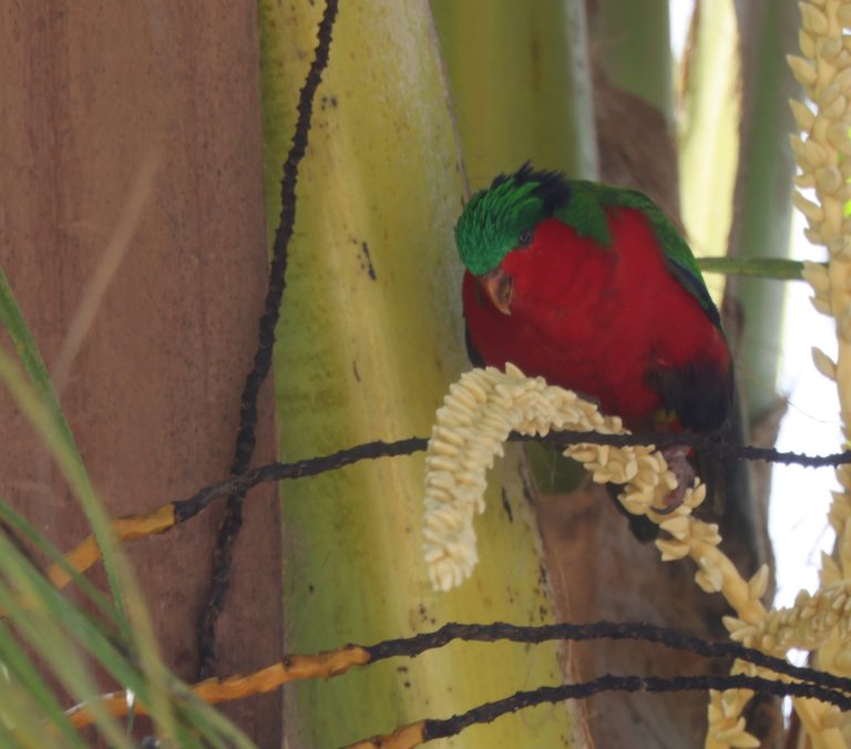 Kuhl's Lorikeet 孔氏鹦鹉 Image