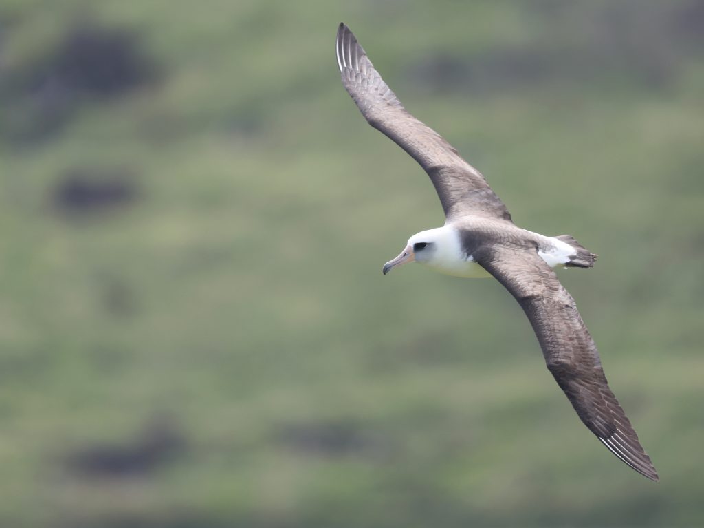 Laysan Albatross 黑背信天翁 (1)
