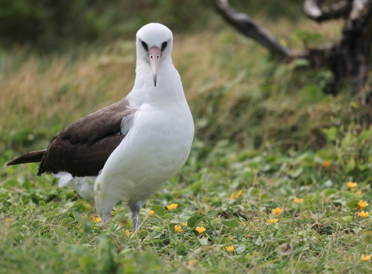 Laysan Albatross 黑背信天翁 (3) Image