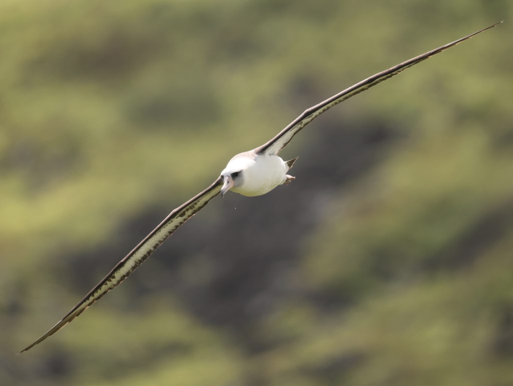 Laysan Albatross 黑背信天翁 (4)