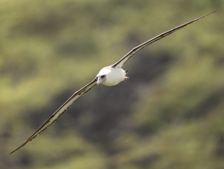 Laysan Albatross 黑背信天翁 (4) Image