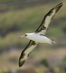 Laysan Albatross 黑背信天翁 (5) Thumbnail