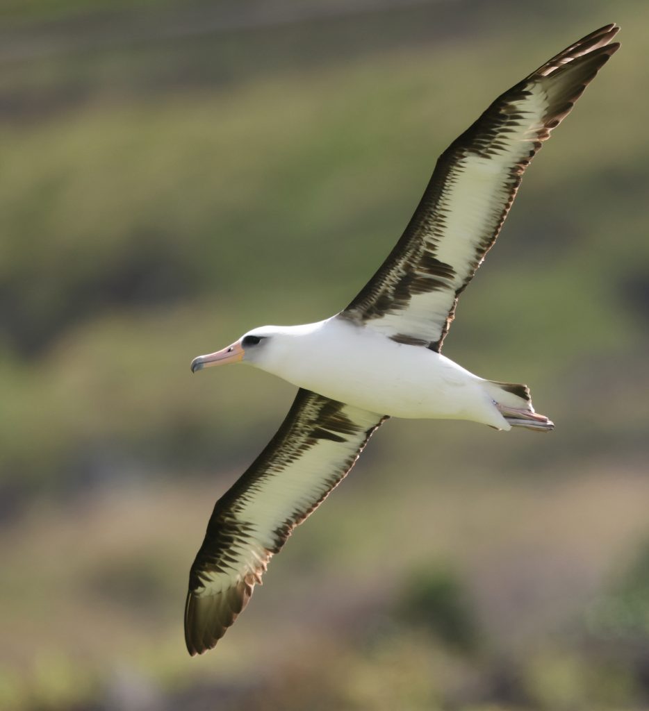 Laysan Albatross 黑背信天翁 (5)