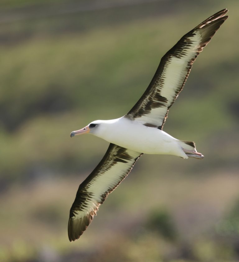 Laysan Albatross 黑背信天翁 (5) Image