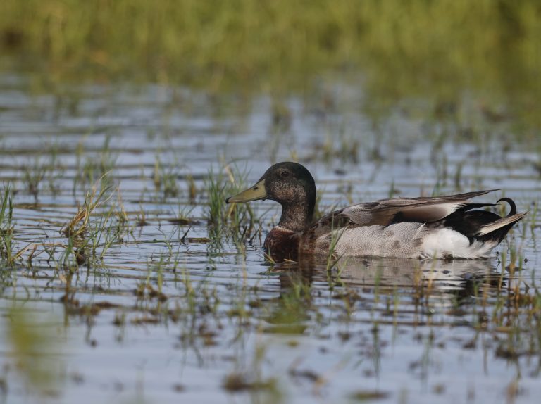 Mallard 绿头鸭  (1) Image