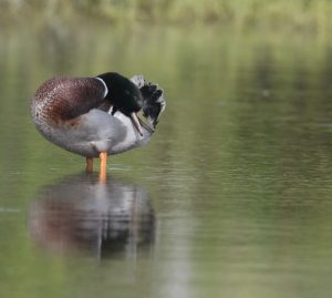 Mallard 绿头鸭 Thumbnail