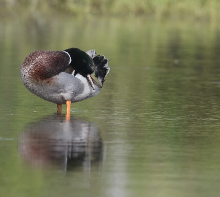 Mallard 绿头鸭  (2) Image