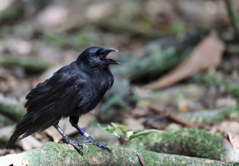 Mariana Crow 关岛乌鸦 Image