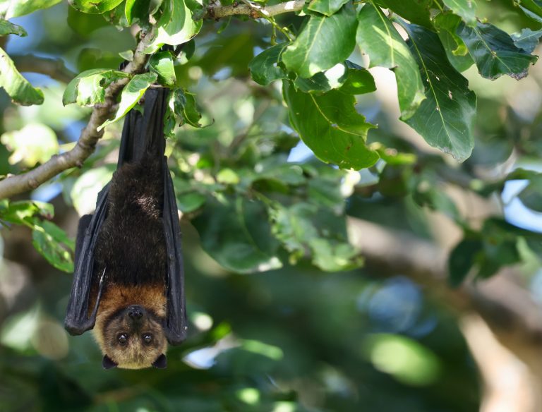 Mariana Fruit Bat 马里亚纳果蝠 Image