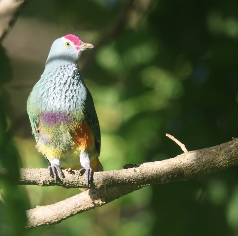Mariana Fruit Dove 马里岛果鸠 (1) Image