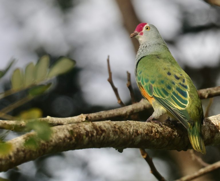 Mariana Fruit Dove 马里岛果鸠 (2) Image
