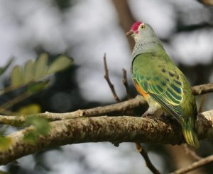 Mariana Fruit Dove 马里岛果鸠 (2) Thumbnail