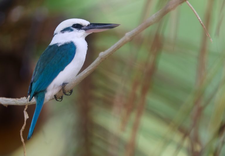 Mariana Kingfisher 马里亚纳翡翠 (2) Image