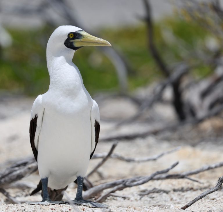 Masked Booby 蓝脸鲣鸟 Image